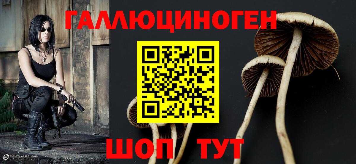 Псилоцибиновые грибы Psilocybine cubensis Ярославль